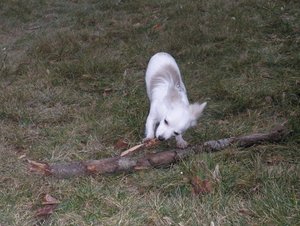 fame stock tierforum 2.jpg