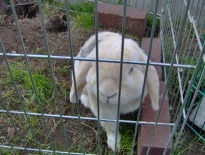 moppel [1600x1200].JPG