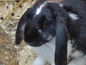 Nanc [1600x1200].JPG