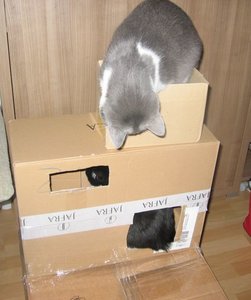 Merlin und Mogli .061.jpg