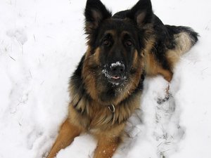 k-rosi 01 im schnee Jan 10.jpg