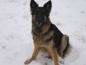 k-rosi 02im schnee jan 10.jpg