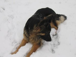 k-rosi wald det09 056.jpg