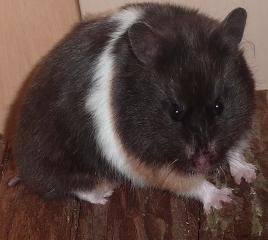 SÃ¼Ã¼Ã¼ÃŸ kleiner.JPG