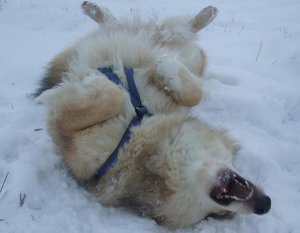 Rocky SchneewÃ¤lzer 1 999 768.JPG