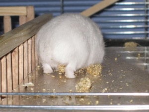 lilly von hinten.JPG