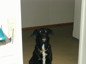 Gismo+Murmele+Dakota (1).JPG