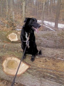 Gismo+Murmele+Dakota (3).jpg