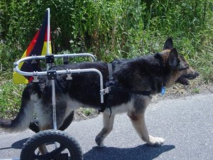 flori im rolli flott unterwegs.JPG