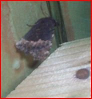 schmetterl.JPG schmetterl.JPG