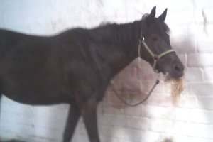 Luzylein beim Heu knabbern.jpg