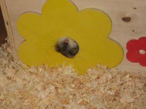 PÃ¼nktchen Blume 2.jpg