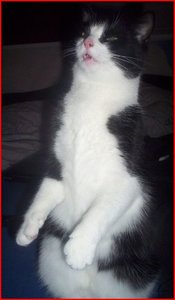 katze macht mÃ¤ndchen.JPG