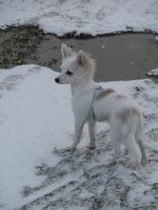 fame gassi tierforum.jpg