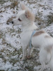 fame gassi 2 tierforum.jpg