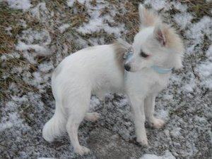 fame seite tierforum.jpg