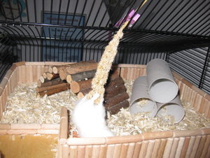 der kampf mit der hirse.JPG