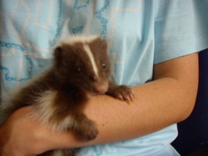skunk 091.jpg