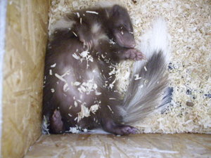 skunk 093.jpg
