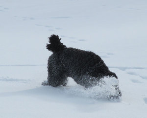 SchneegestÃ¶ber 3.jpg