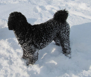 SchneegestÃ¶ber 1.jpg