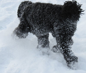 SchneegestÃ¶ber 2.jpg