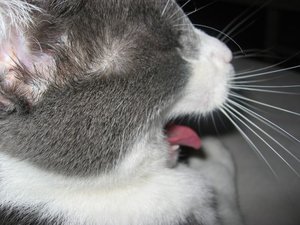 Merlin und Mogli 002.jpg