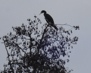 Kormoran.jpg