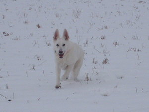 Bilder doppelt(lÃ¶schware) 065.JPG