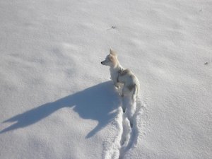 fame schnee 2 tierforum.jpg