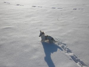 fame schnee 3 tierforum.jpg