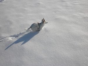 fame schnee 4 tierforum.jpg