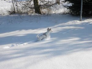 fame schnee 5 tierforum.jpg