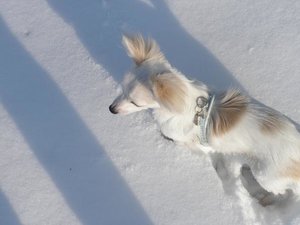 fame schnee 7 tierforum.jpg