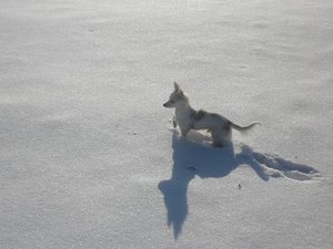 fame schnee tierforum.jpg