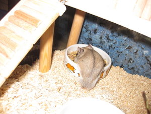 5 napf leer machen.jpg