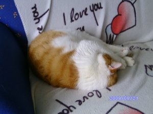 bakadi.jpg bakadi.jpg