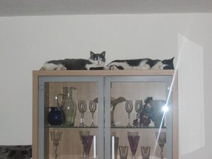 Merlin und Mogli 085.jpg