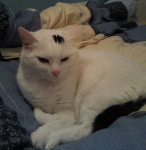 Lissy totmÃ¼de2 .jpg