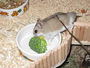 juhu es gibt Broccoli.JPG