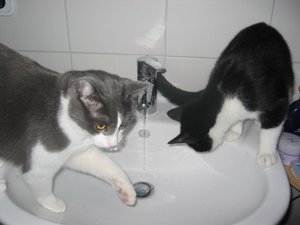 Mogli am Waschbecken 006.jpg