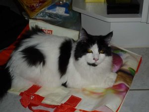 P1000225 tÃ¼te klein.jpg