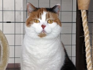 Tisha GlÃ¼ckskatze1.JPG