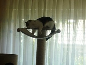 Tisha GlÃ¼ckskatze2.JPG