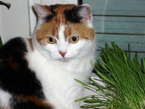 Tisha GlÃ¼ckskatze3.JPG