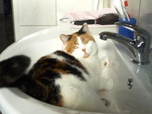 Tisha GlÃ¼ckskatze.JPG