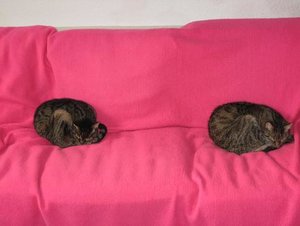 Tootsy und Retchy.jpg