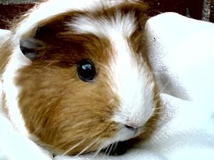 Kamerabilder 262.jpg