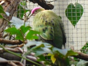 Stuttgart Zoo 002.JPG