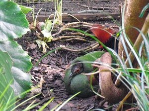 Stuttgart Zoo 006.JPG